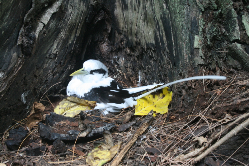 Oiseaux Oiseaux