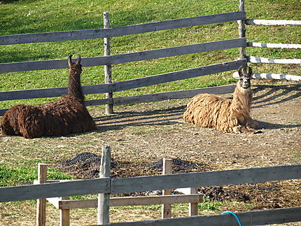 Les Lamas à Mont-Joli