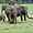 Troupeau d'éléphants ... en famille