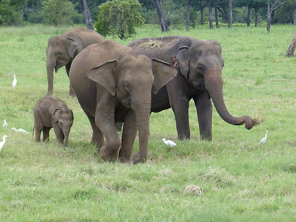 Troupeau d'éléphants ... en famille