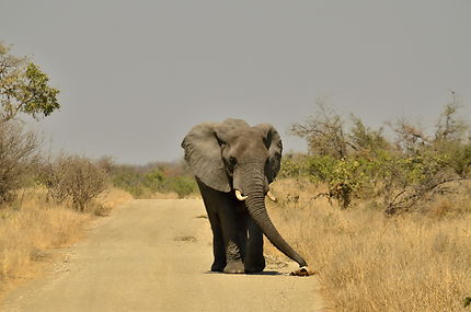 Rien qu'un éléphant au milieu de la route !
