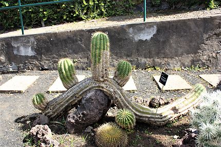 Cactus serpentin, jardin tropical de Funchal