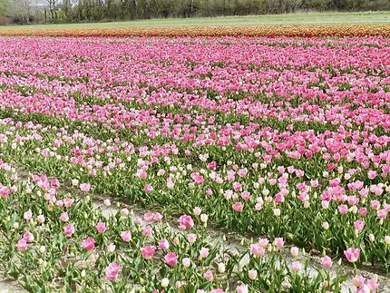 Champs de tulipes éphémères 