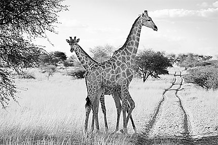 Girafes dans le Kalahari