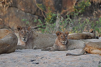 Lions au Kruger