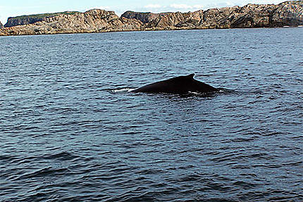 Dos de baleine à bosses