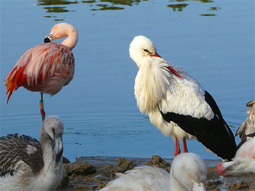 Cigogne et flamant rose