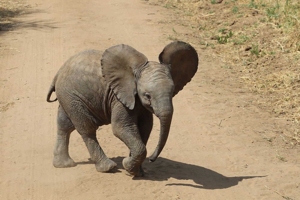 Bébé éléphant