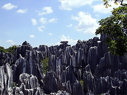Forêt de pierres