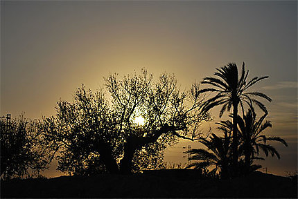 Sunset palmiers