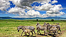 Parcs, r&eacute;serves et safaris de Tanzanie