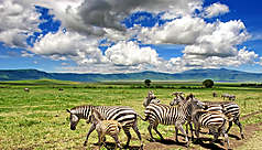 Parcs, r&eacute;serves et safaris de Tanzanie
