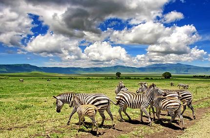Parcs, réserves et safaris en Tanzanie