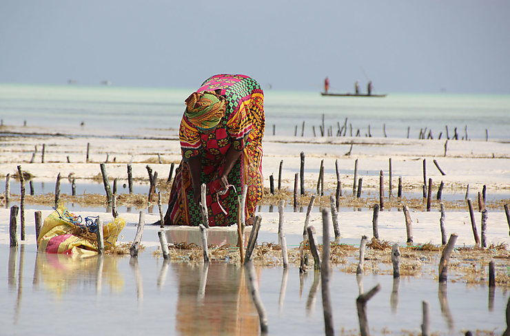 Ramasseuse d'algues à Jambiani - Zanzibar