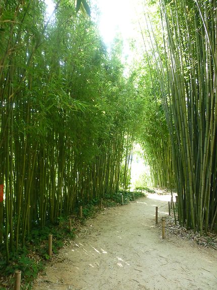 Ombre des petits bambous, Cévennes