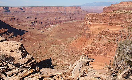 Point de vue sur Canyonlands 