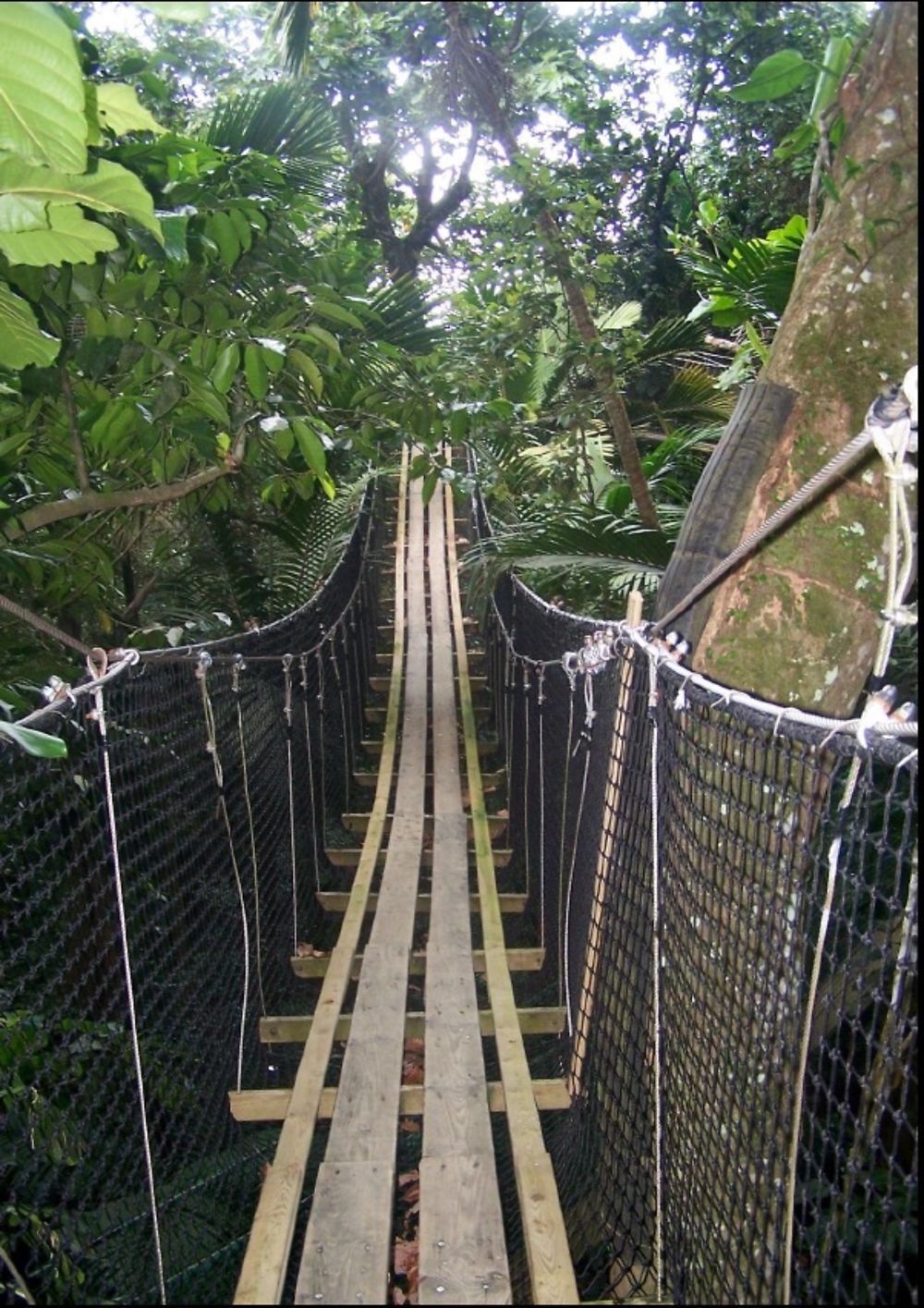 Pont suspendu au Parc des Mamelles