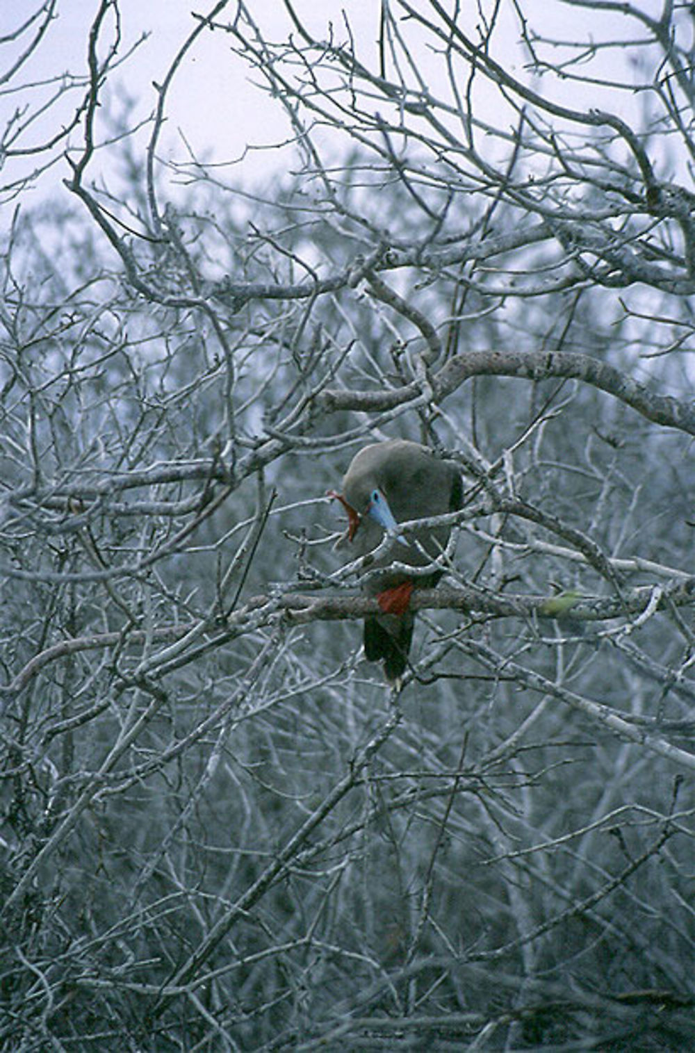 Fous à pieds rouges