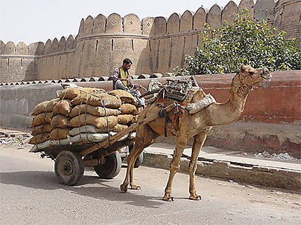 Dromadaire tractant une charette près de la forteresse