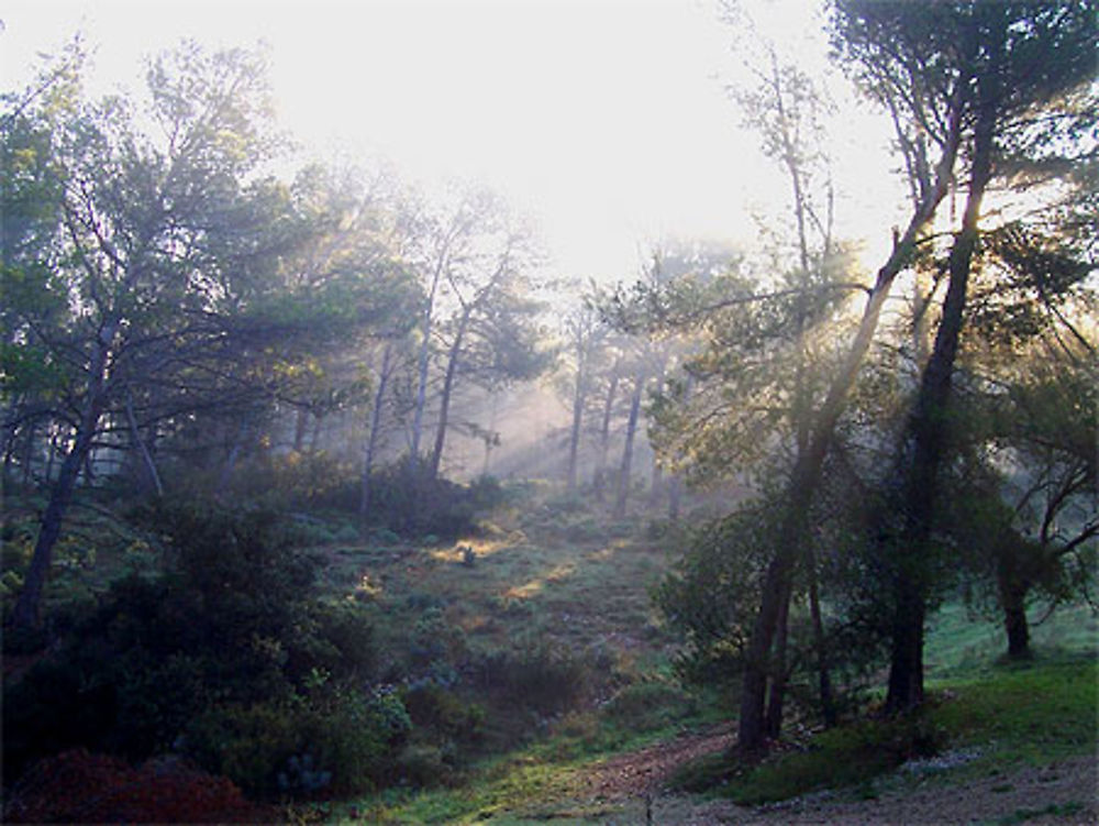 Brume matinale dans les Alpilles