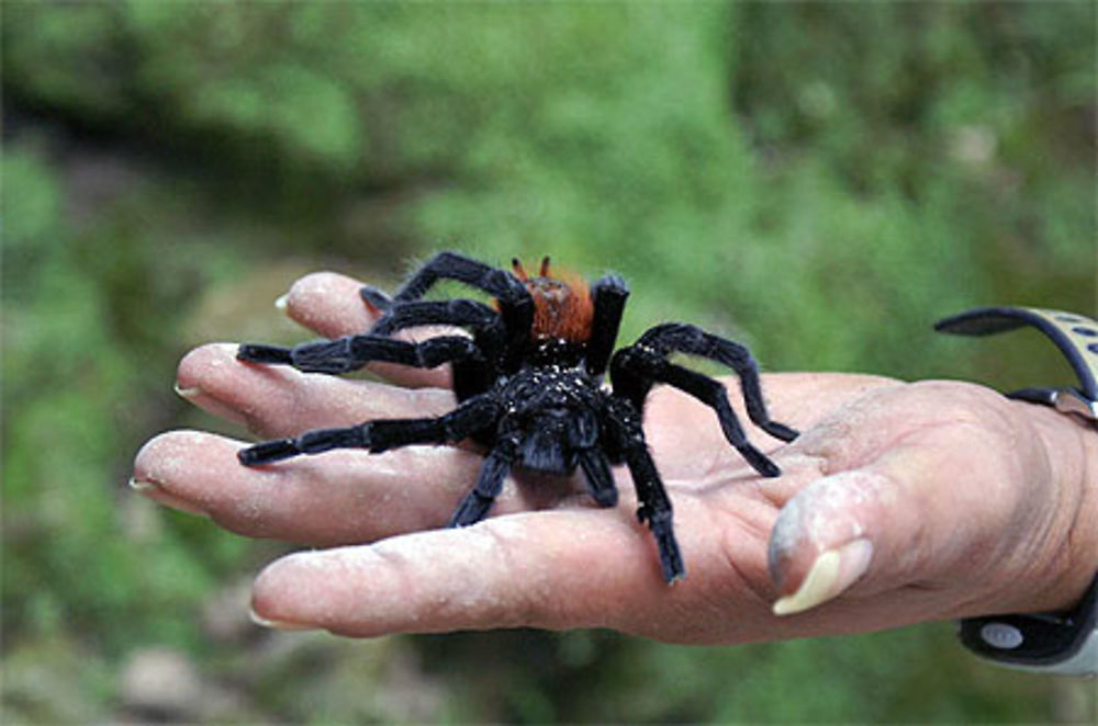 Mygale à Tikal