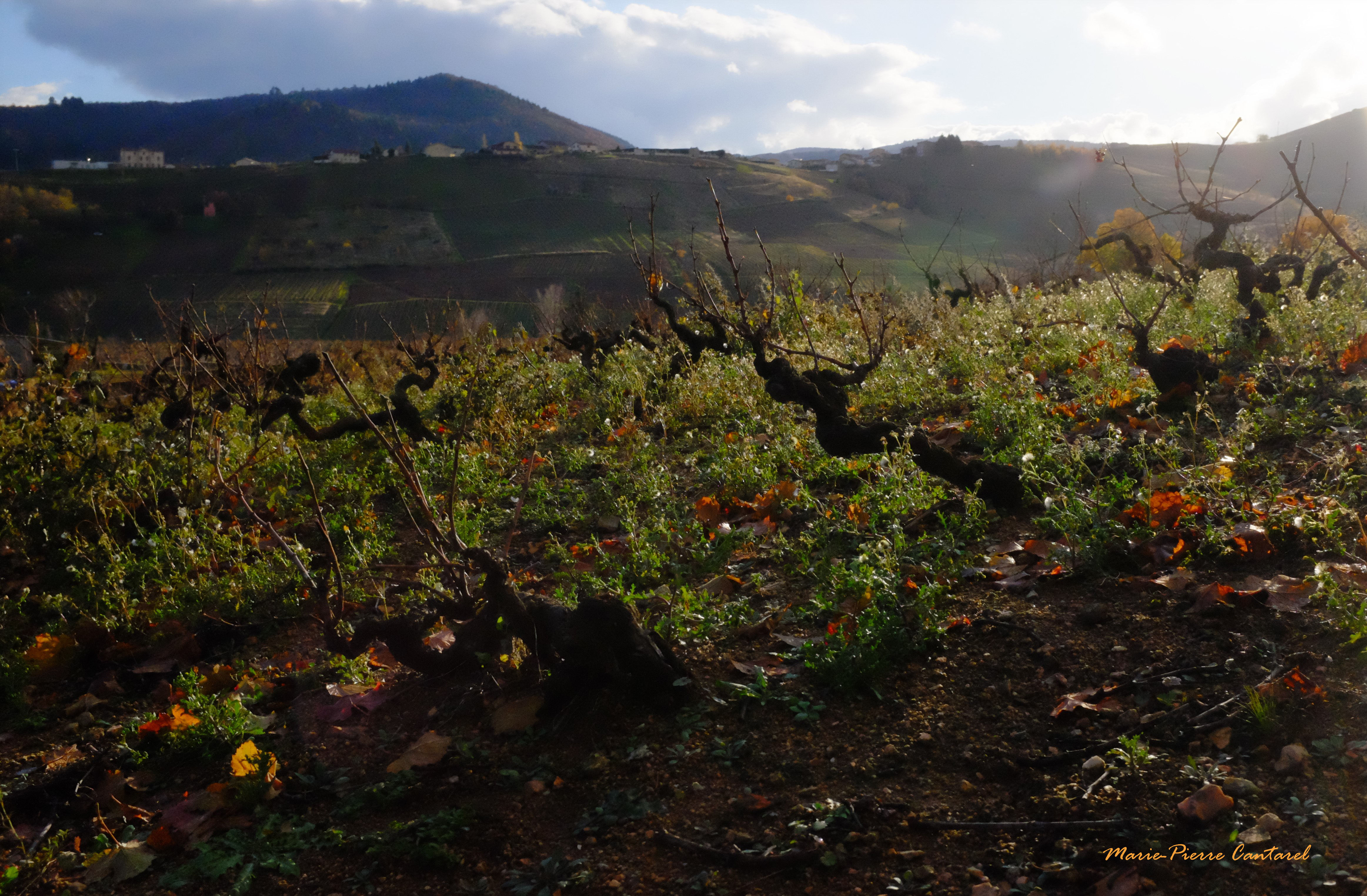 Vieilles vignes au pays de Clochemerle