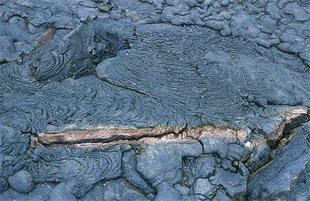 Arbre dans la lave Arbre dans la lave