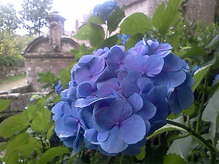 Hortensia bleu à Locronan