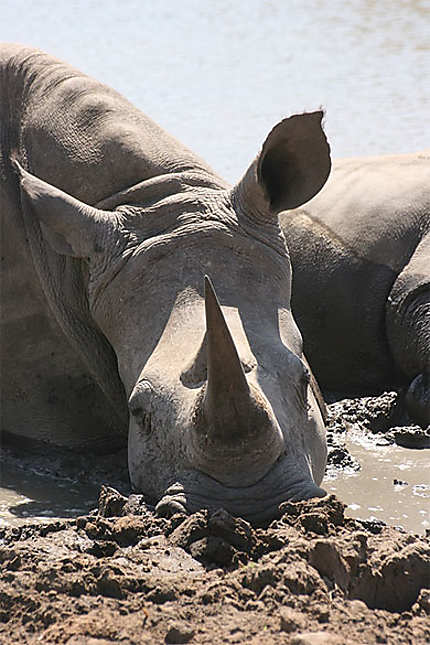 Rhinocéros placide
