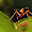 Une fourmi prête à tout