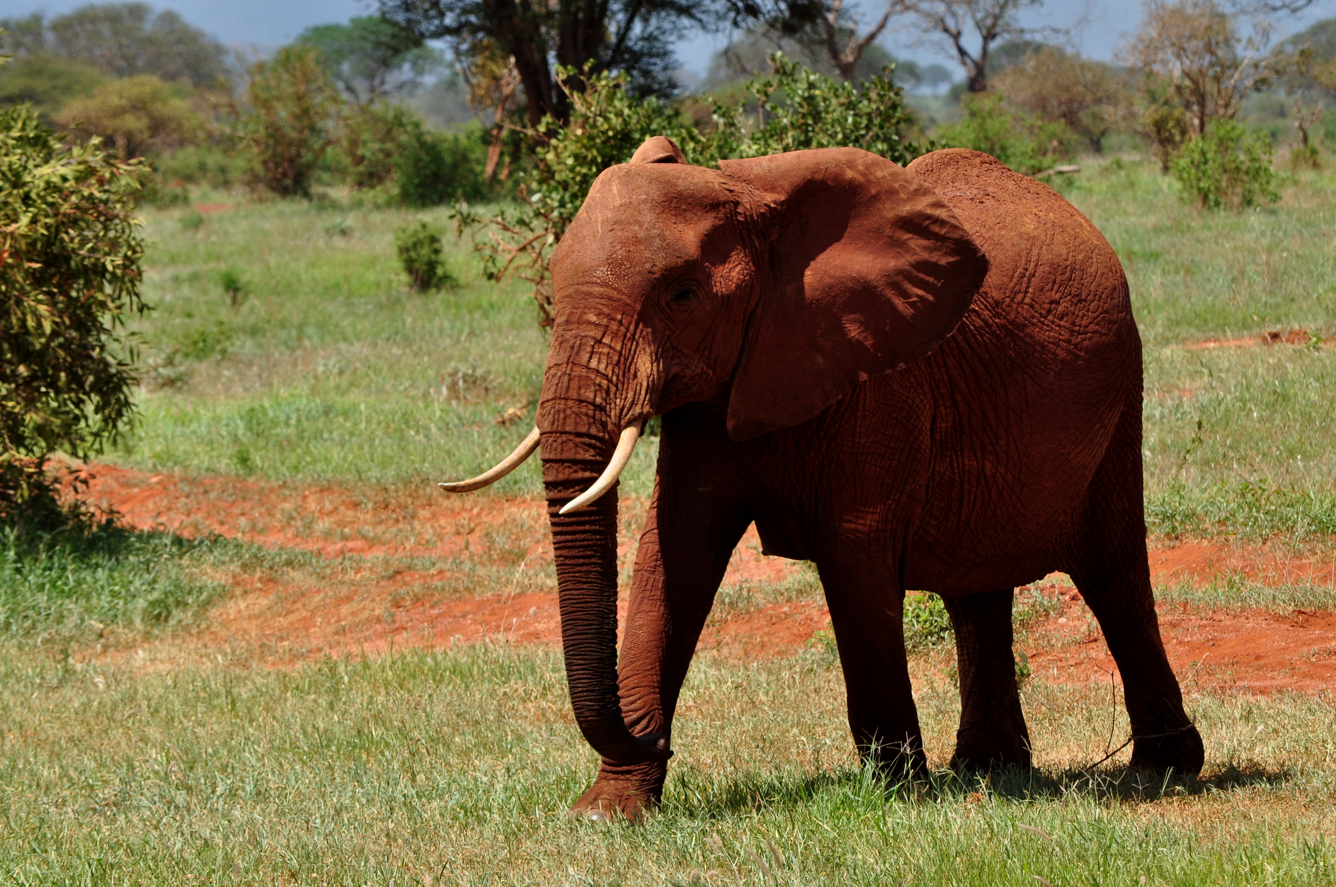 L'éléphant rouge L'éléphant rouge