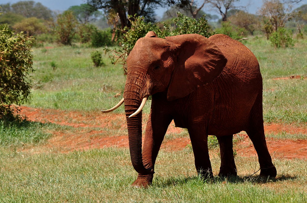 L'éléphant rouge