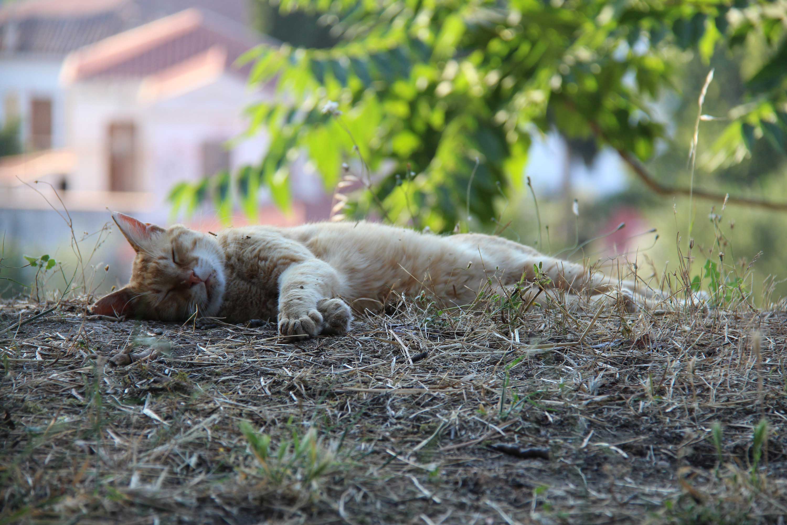 Chat à Athènes Chat à Athènes