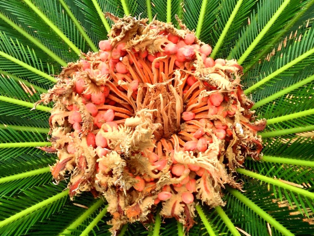 Cycas Révvoluta