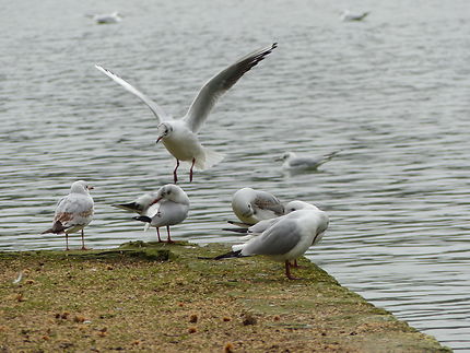 Une belle période pour les oiseaux, Parc de Sceaux