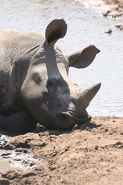 Jeune rhinocéros