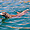 Varan de Komodo, dans l'eau