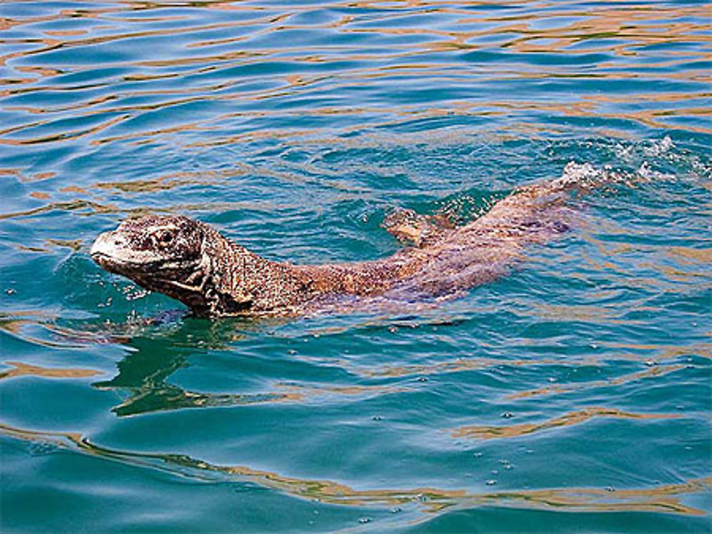 Varan de Komodo, dans l'eau