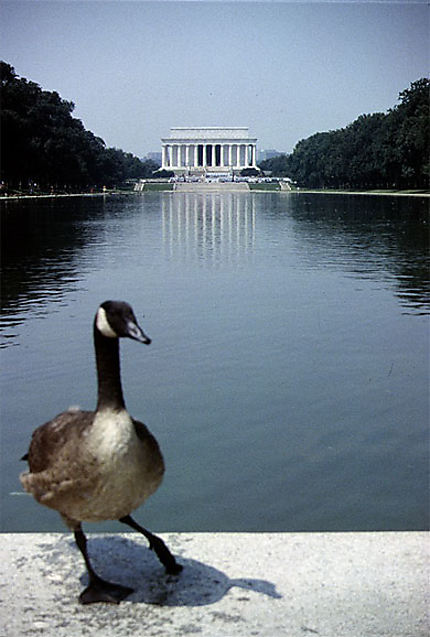 Un Canard à Washington