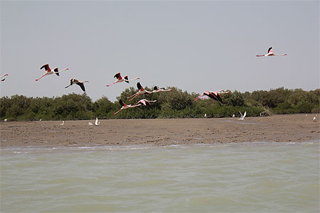 Les Flamands roses-hara -golfe persique Les Flamands roses-hara -golfe persique