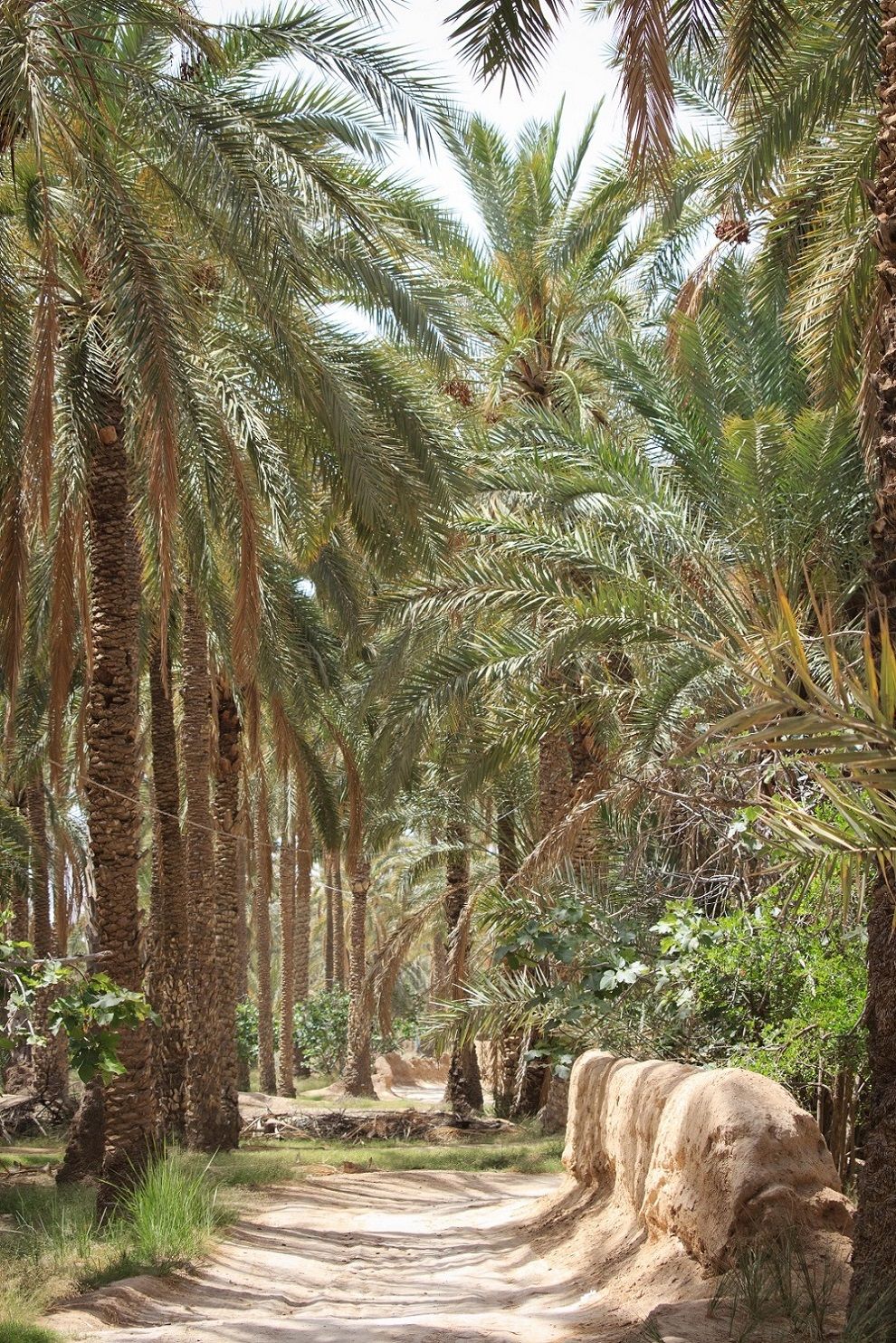 Tolga - Chemin dans la palmeraie