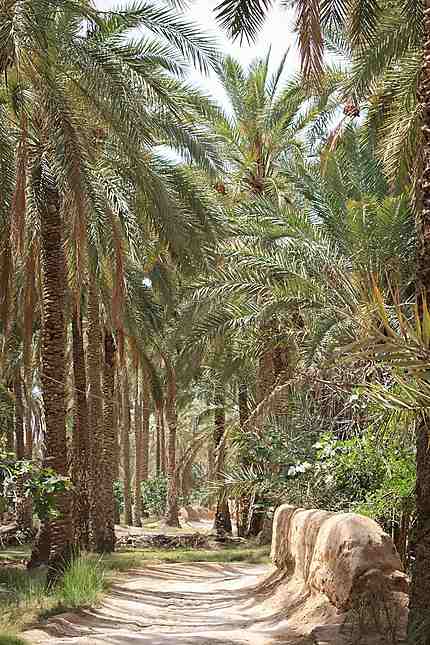 Tolga - Chemin dans la palmeraie