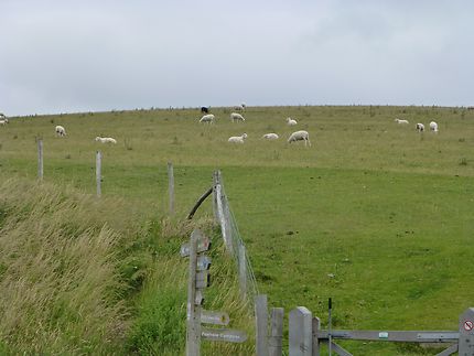 Moutons anglais