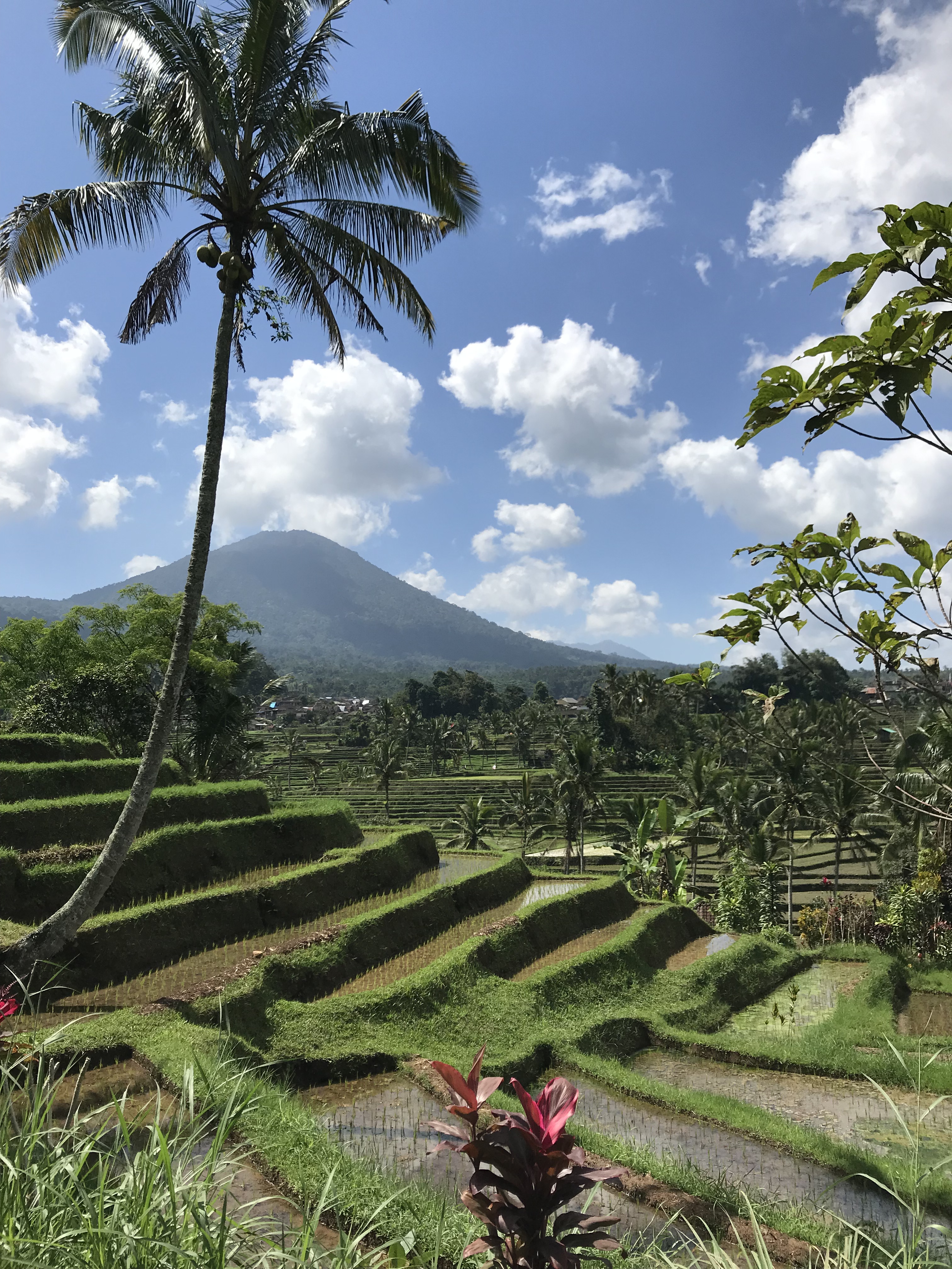 Rizières de Jatiluwih à Bali