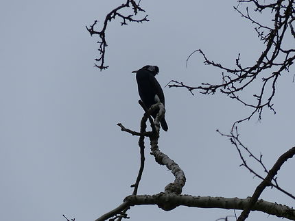 Le Cormoran à crête domine en majesté, Sceaux