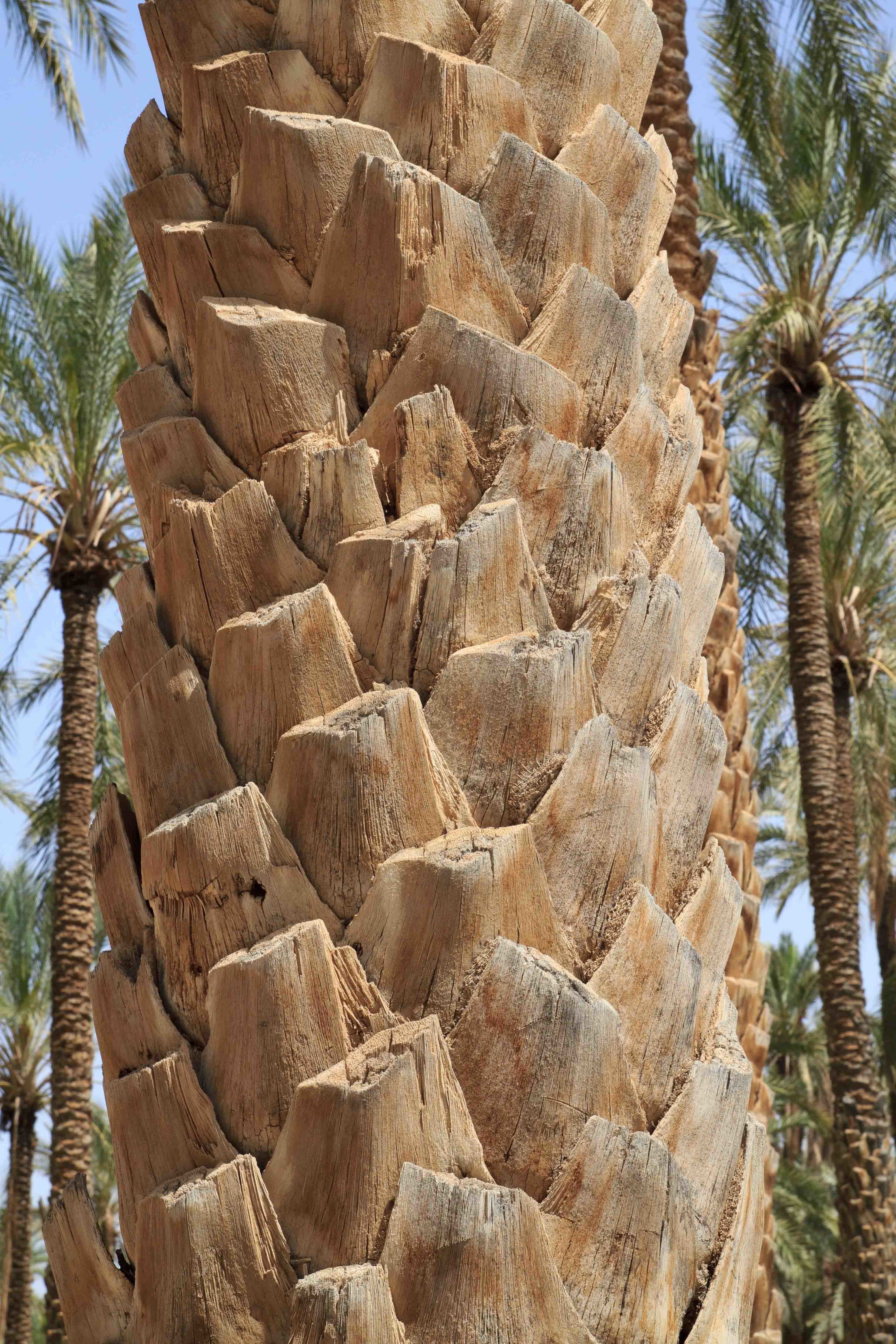 Tolga - Détail d'un tronc de palmier