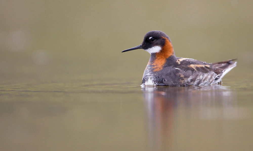 Phalarope à bec étroit