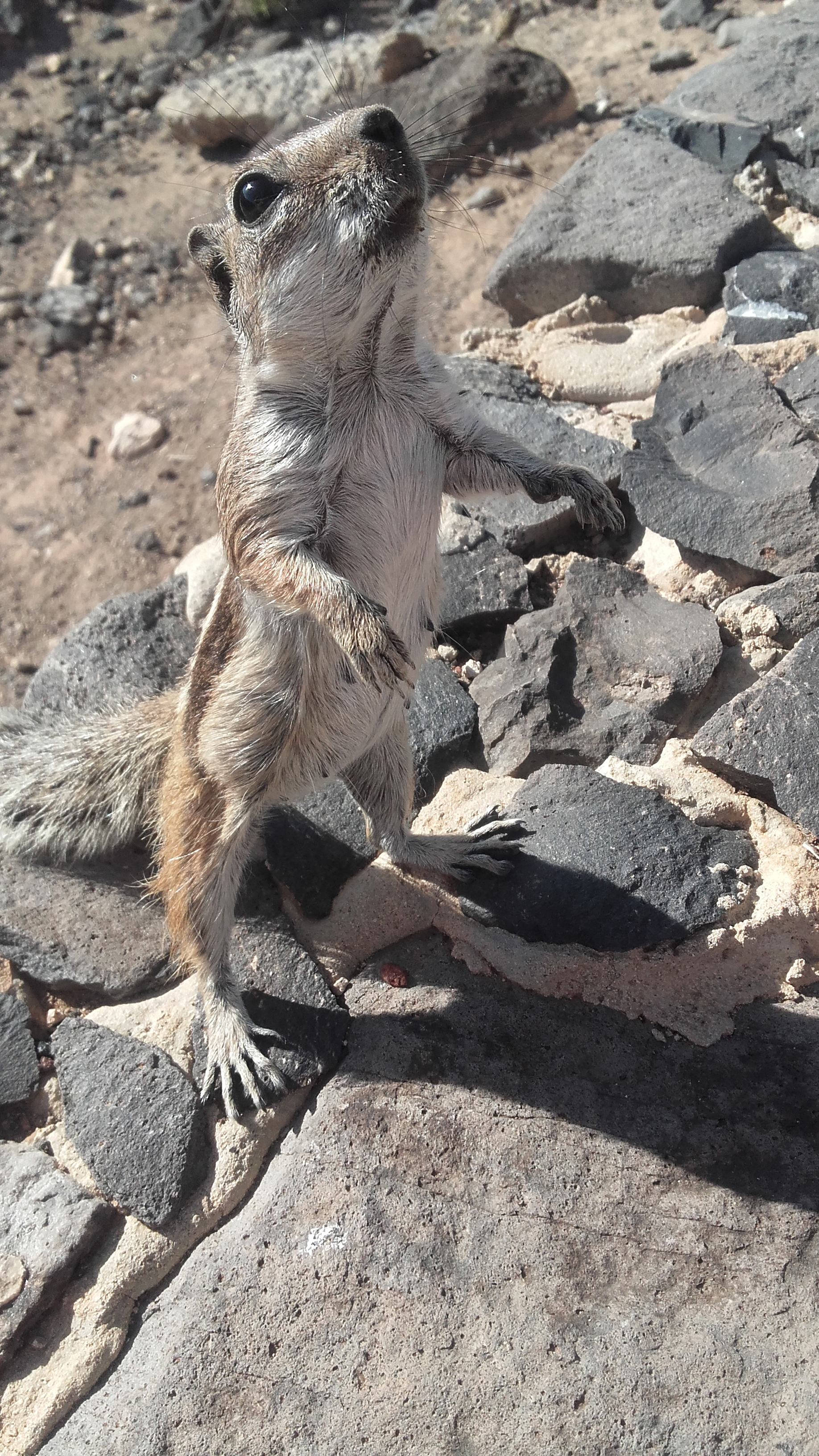 Petit Ecureuil de Barbarie au coeur des Canaries Petit Ecureuil de Barbarie au coeur des Canaries