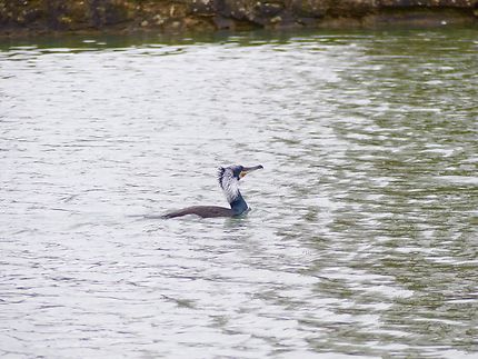 Grand cormoran  à plumage nuptial, Sceaux