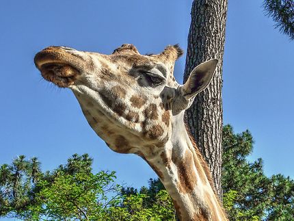 Girafe au zoo de la Palmyre